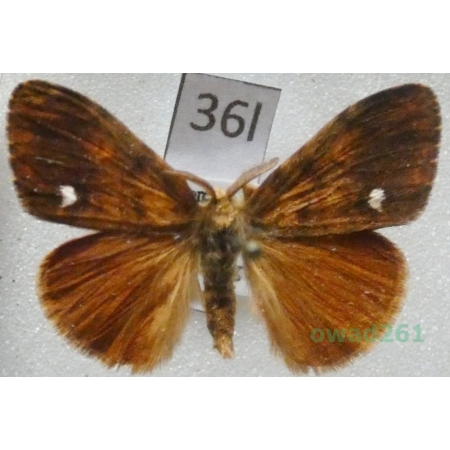 Orgyia antiqua (Linnaeus, 1758) male Czech36l